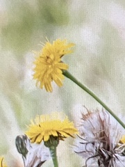 Crepis capillaris