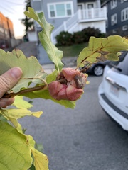 Andricus quercusstrobilanus