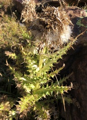 Cirsium spinosissimum