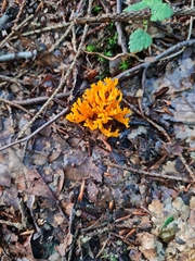 Calocera viscosa