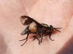 Chrysops caecutiens