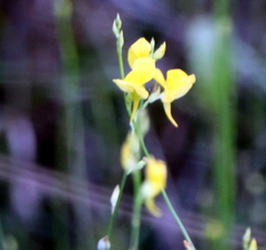 Utricularia juncea