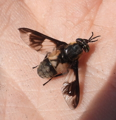 Chrysops caecutiens