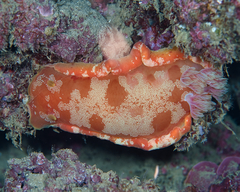Hexabranchus sanguineus