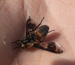 Chrysops caecutiens
