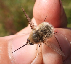 Bombyliini