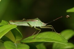 Homoeocerus