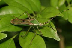 Homoeocerus