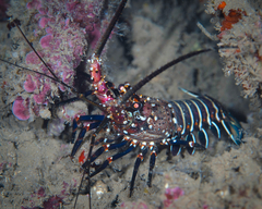 Panulirus penicillatus