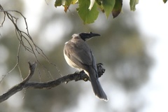 Philemon corniculatus