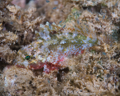 Sebastapistes ballieui