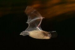 Pipistrellus