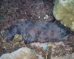 Stichopus horrens