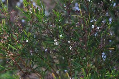 Zieria laxiflora