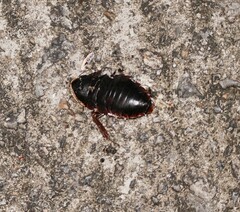 Opisthoplatia orientalis