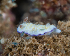 Goniobranchus albopustulosus