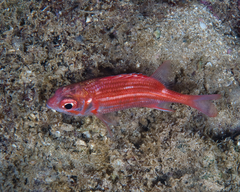 Sargocentron punctatissimum