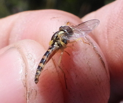 Sphaerophoria scripta