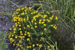 Gompholobium virgatum