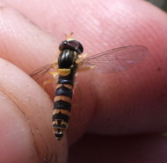 Sphaerophoria scripta