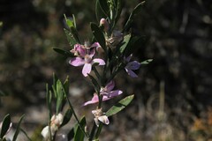 Eriostemon australasius