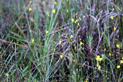Utricularia juncea