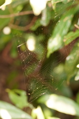Araneidae