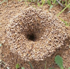 Camponotus consobrinus