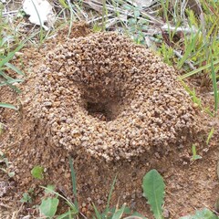 Camponotus consobrinus