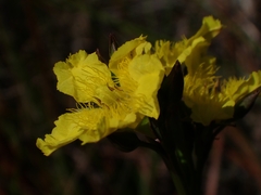 Liparophyllum exaltatum