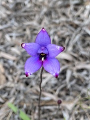 Elythranthera brunonis