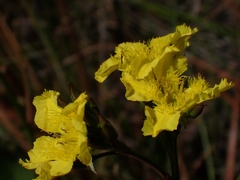 Liparophyllum exaltatum