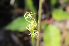 Tripterococcus brunonis