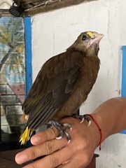 Psarocolius angustifrons