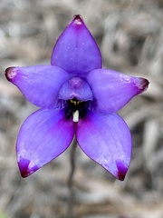 Elythranthera brunonis