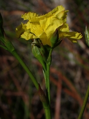 Liparophyllum exaltatum