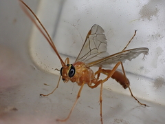 Ophion obscuratus