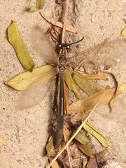 Myrmeleontidae