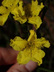 Liparophyllum exaltatum