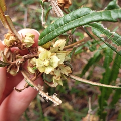 Lasiopetalum ferrugineum