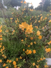 Diplacus aurantiacus