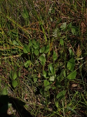 Liparophyllum exaltatum