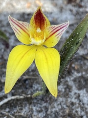 Caladenia flava