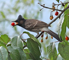 Pycnonotus cafer