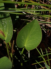 Liparophyllum exaltatum