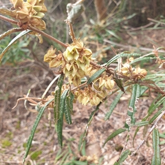 Lasiopetalum ferrugineum