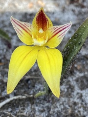 Caladenia flava