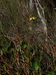 Liparophyllum exaltatum