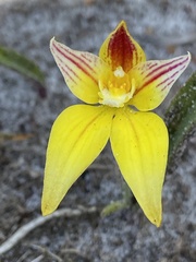 Caladenia flava