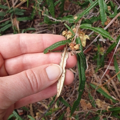 Lasiopetalum ferrugineum